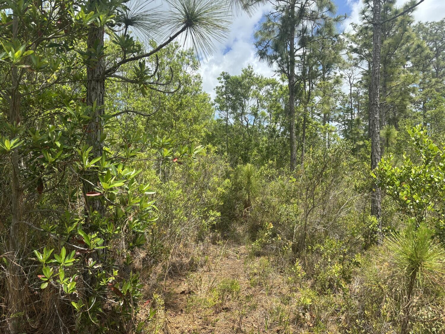 View details of listing 0 Holopaw Groves Road, St. Cloud, FL 34772 St. Cloud with MLS#