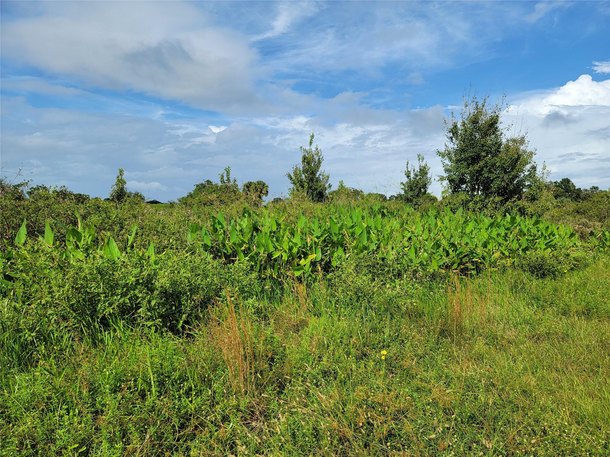 Listing  17275 NW 260th Street, Okeechobee, FL 34972, Okeechobee, FL 34972