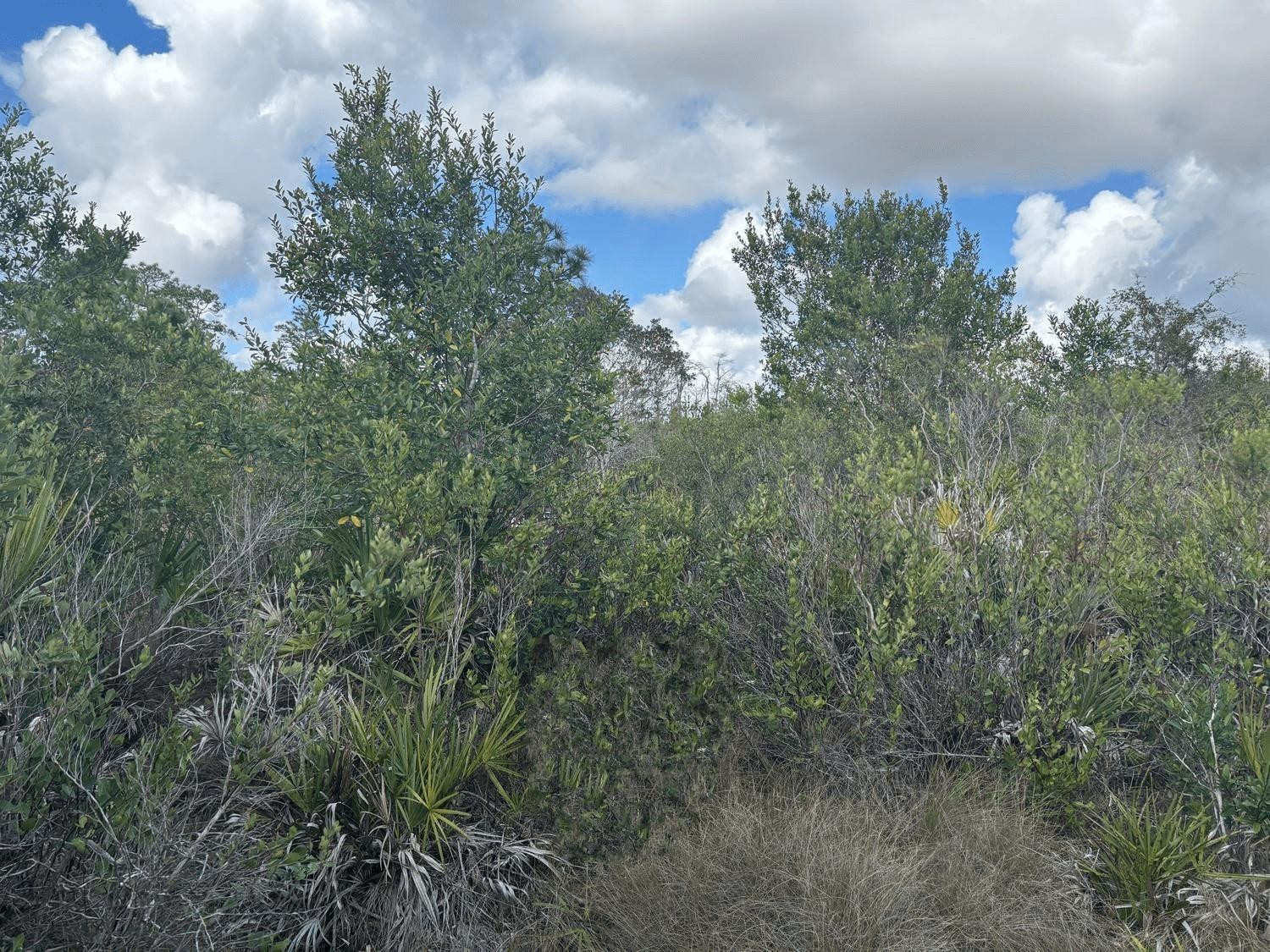 View details of listing 0 Holopaw Groves Road, St. Cloud, FL 34772 St. Cloud with MLS#