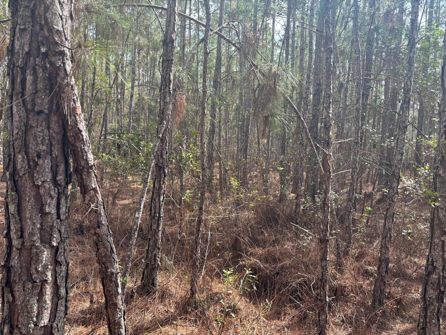 View details of listing 0 Old Grade Road, FL 33868 with MLS#