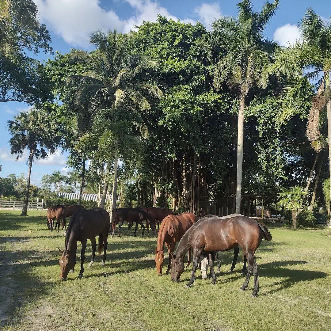 View details of listing 1100 D Road, Loxahatchee Groves, FL 33470 Loxahatchee Groves with MLS# 